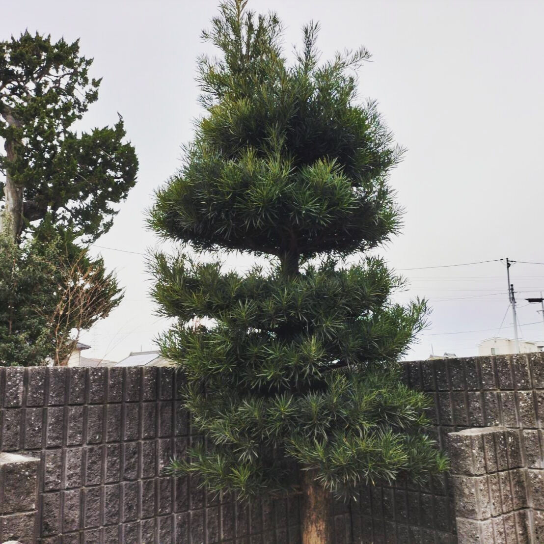 長い間手を入れずにボサボサになった植物は、一見するとただの雑