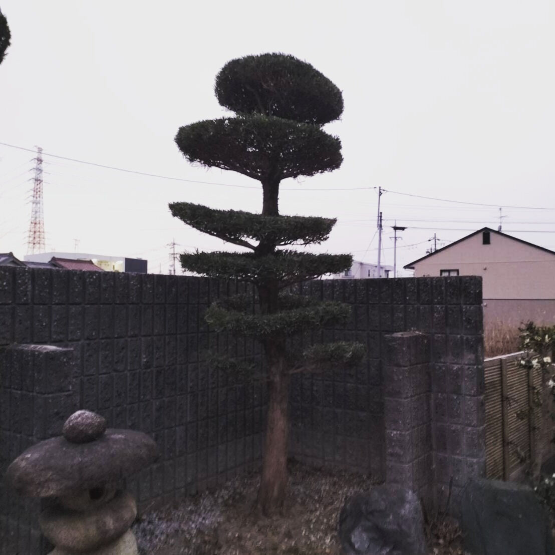 長い間手を入れずにボサボサになった植物は、一見するとただの雑
