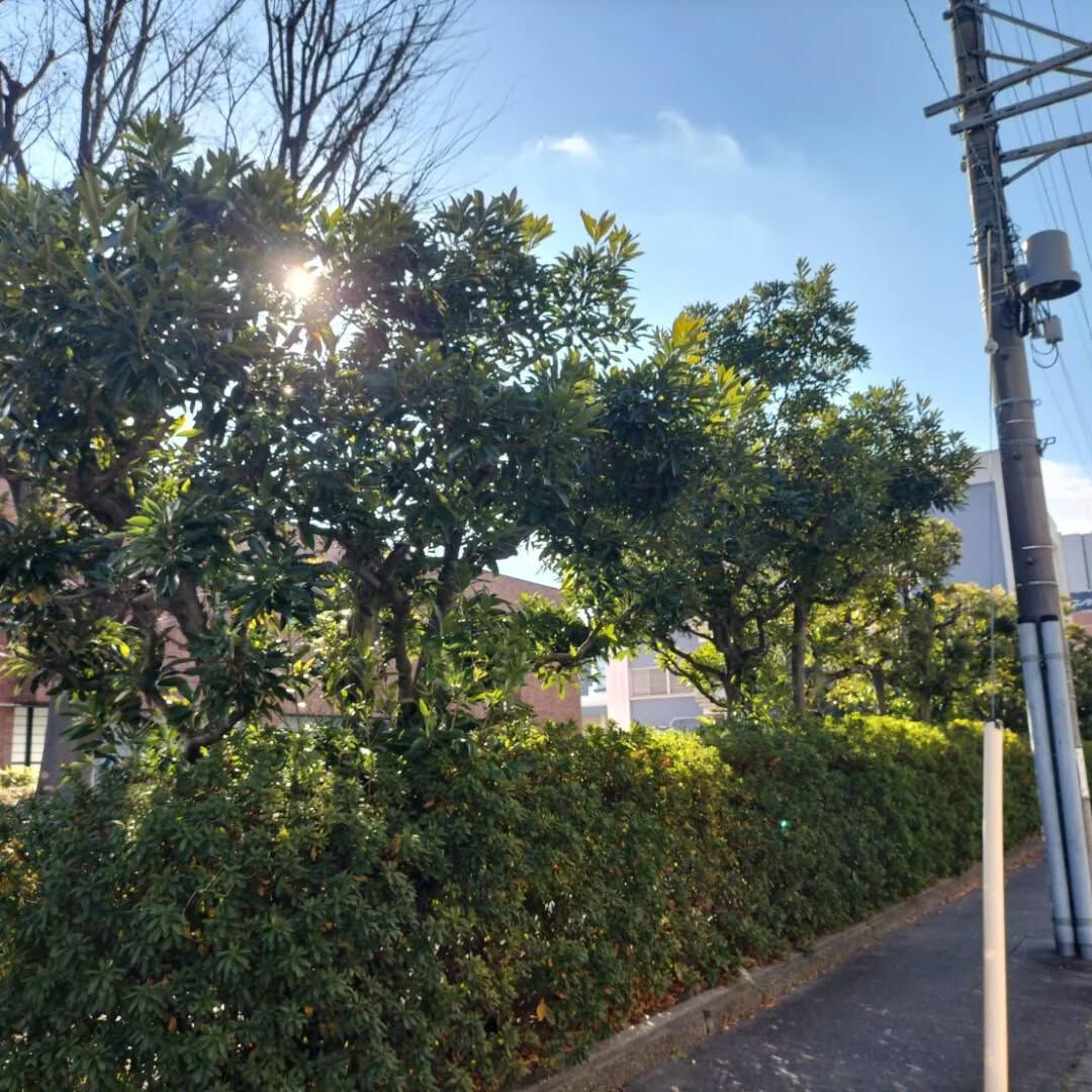 今日はマテバシイという木を30本ほど切らせていただきました