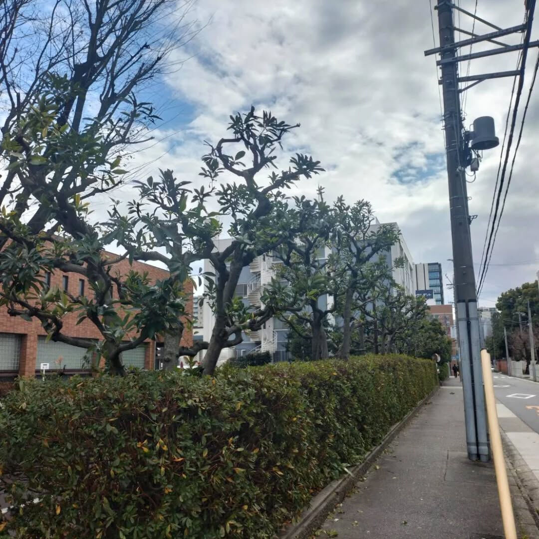 今日はマテバシイという木を30本ほど切らせていただきました