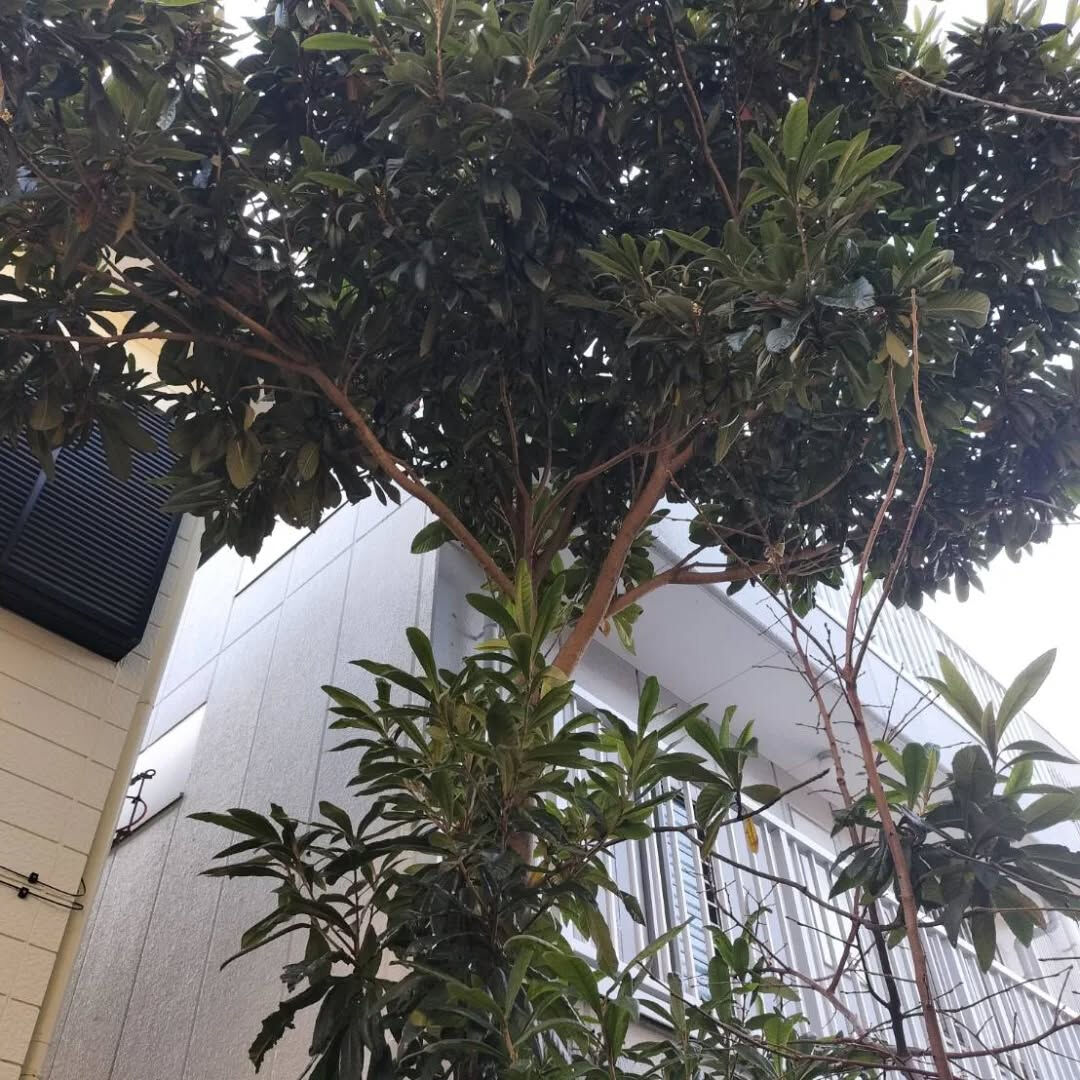 今日は家の２階まで伸びてしまい、手がつけられなくなったビワの