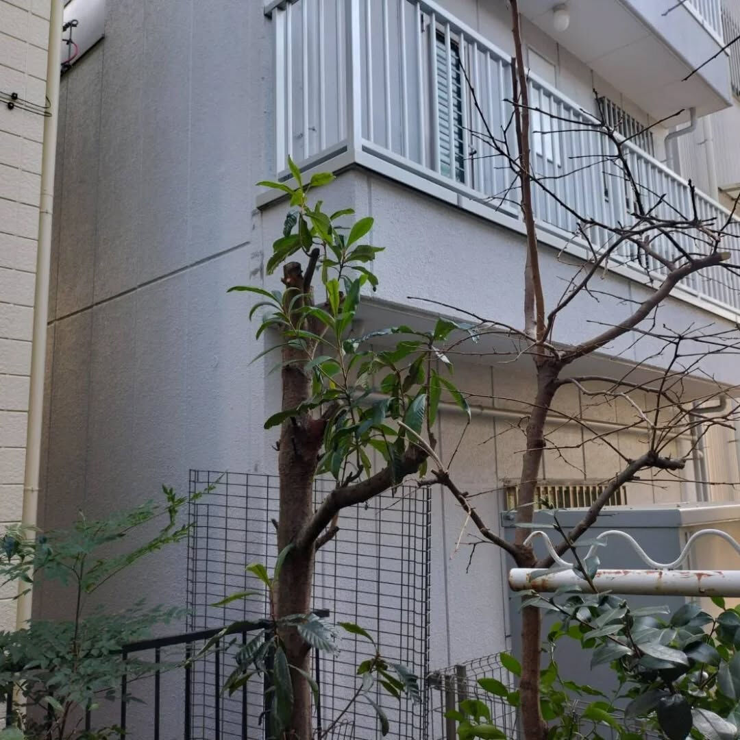 今日は家の２階まで伸びてしまい、手がつけられなくなったビワの