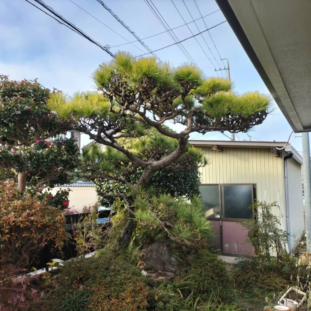 今日は松の木を剪定させていただきました