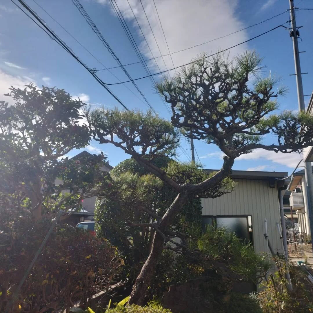 今日は松の木を剪定させていただきました