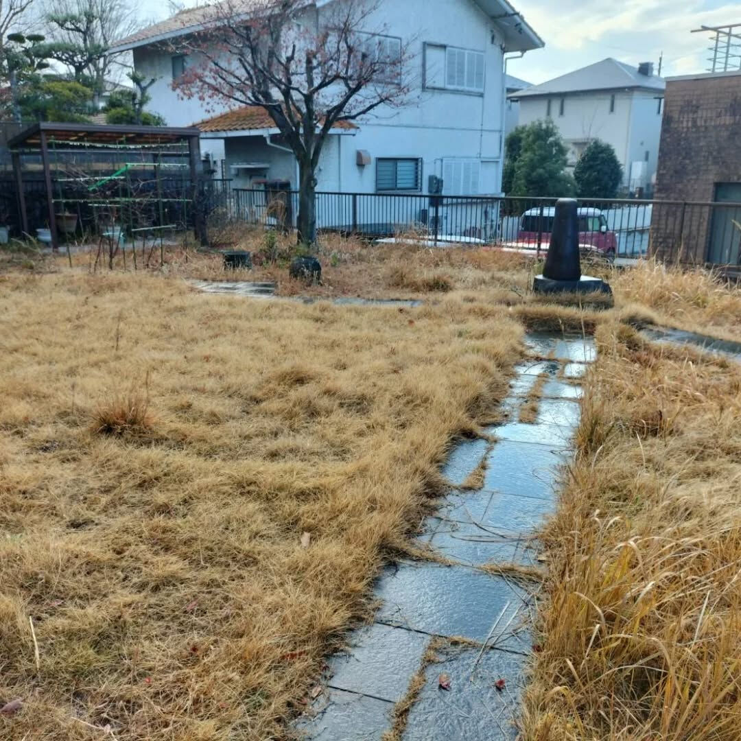 今日は伸びきって枯れている芝を適度に刈り、お客様が安全に歩け
